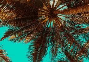 palm-trees-3619180 1920 | Foto: privat