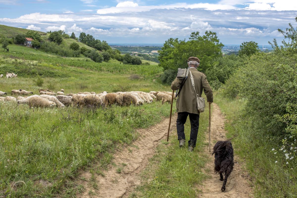 landscape-back-view-old-shepherd-dog-walking-toward-his-sheep-countryside