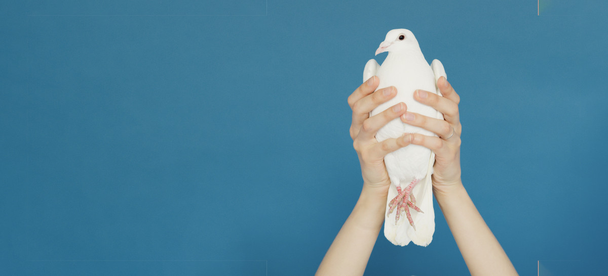 taube | Foto: Artem Podrez