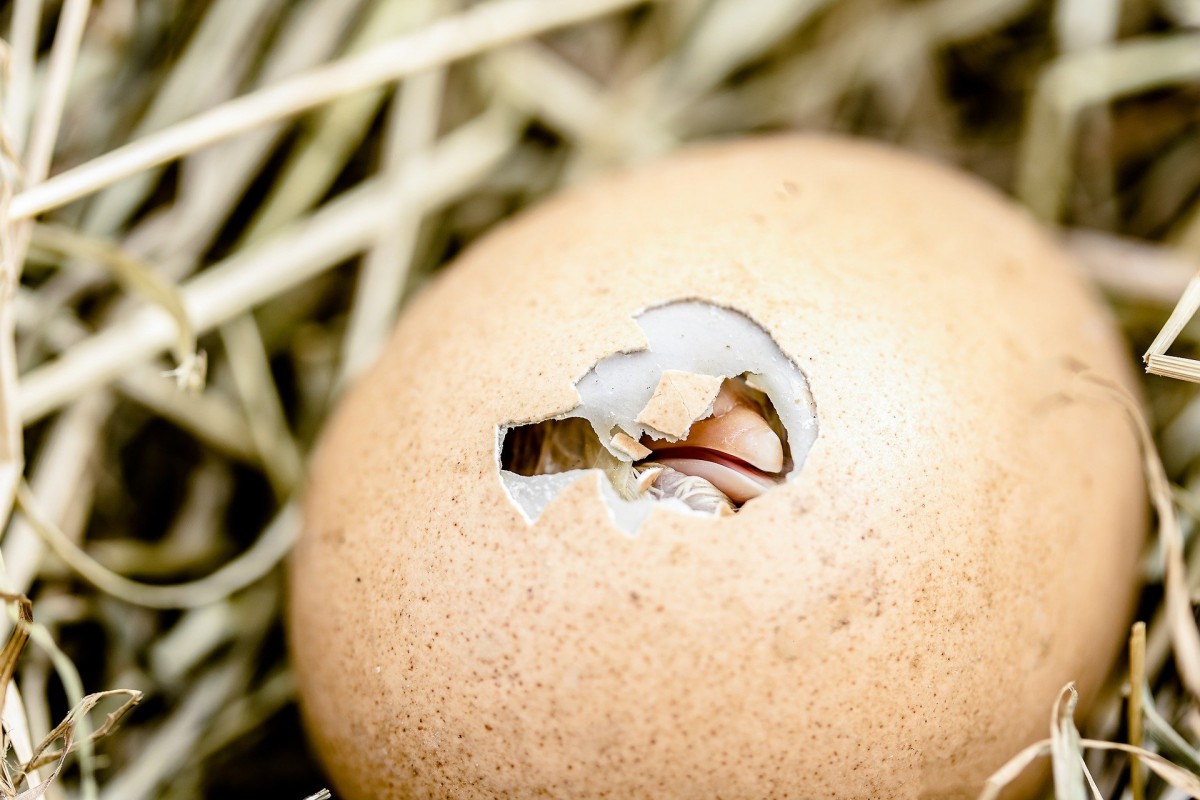 hatching-chicks-2448541 1920 hatching-chicks-2448541 1920
