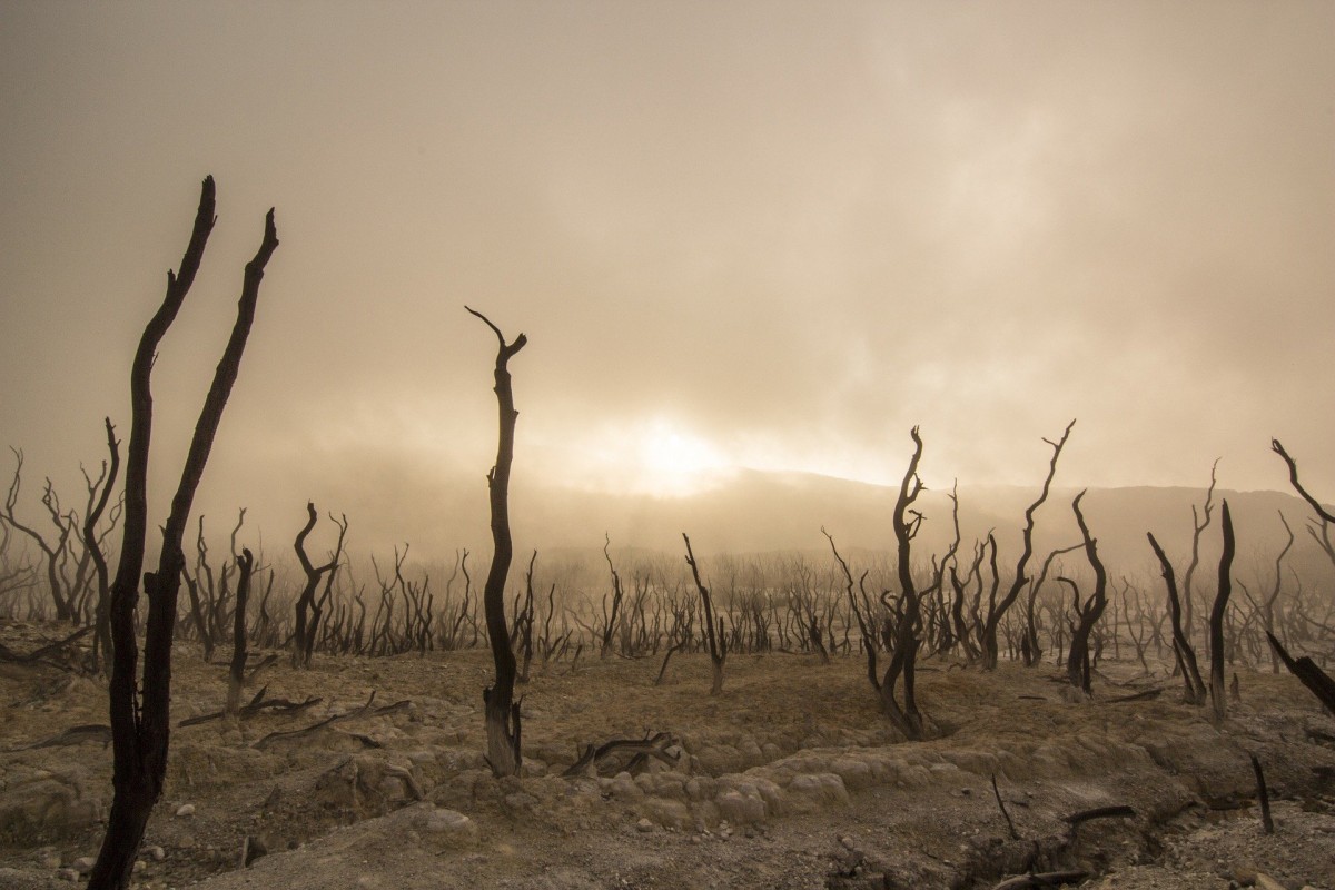 dead-trees-947331 1920 dead-trees-947331 1920